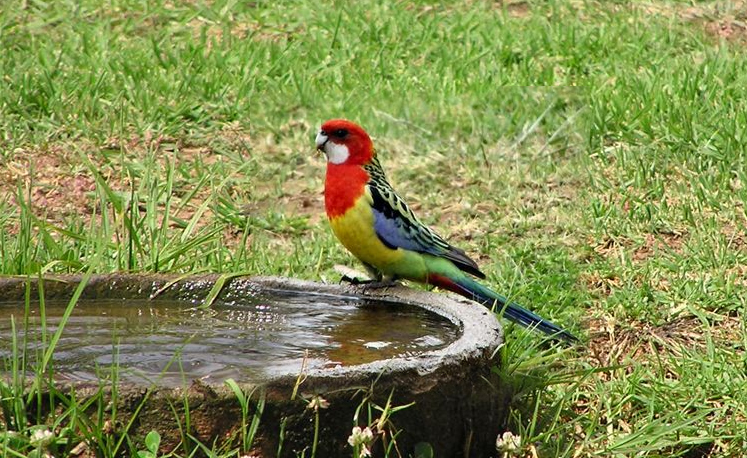 The rosella's turn to drink