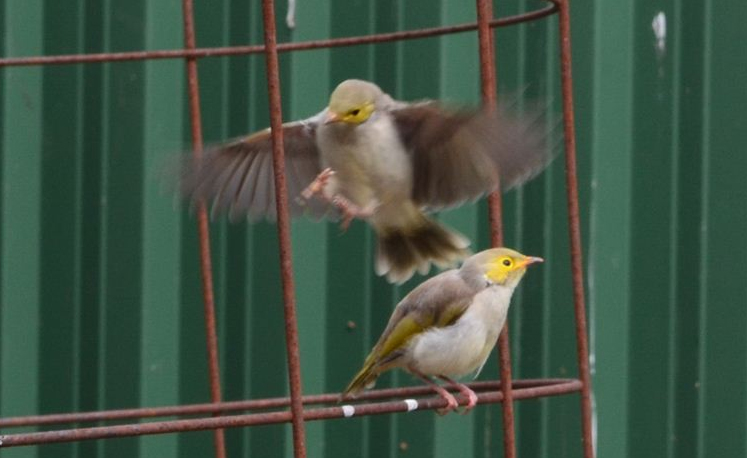 The white-plumed honeyeater chicks test their wings