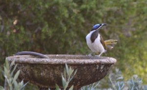 The Blue-faced honeyeater