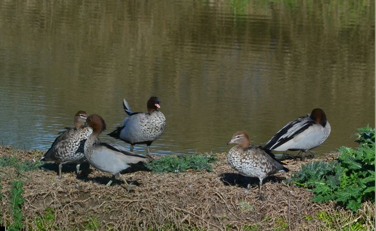 Wood ducks on the dam bank